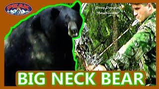 "Big Neck Bear" Amazing black bear hunt, 350 # black bear sneaks in unheard...#hunting #bear #funny