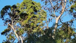 Grey-headed Flying Foxes (Pteropus poliocephalus) outside Adelaide Zoo (South Australia)