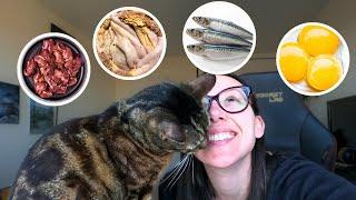 Superfoods that are actually appropriate for cats