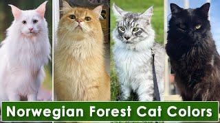 Top 10 Norwegian Forest Cat Colors & Patterns #cats #viral