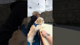 Milo the Cavapoochon on first boat ride in Falmouth #cavapoochon #boatlife  #puppy #falmouth  #cute