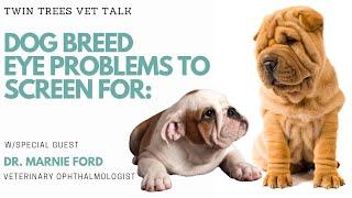 Dog Breed Eye Health Problems To Screen For │ Twin Trees Vet Talk (FREE VET ADVICE PODCAST)