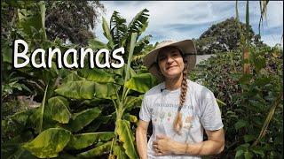 Growing bananas - How we grow our banana plants in Central Florida