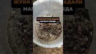 Жуки замертво падали.Магия от соседа#дача#сад