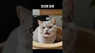 브리티시 숏헤어에 대해 알아보자  #고양이 #털뭉치 #브리티시쇼트헤어  #브리티쉬롱헤어 @BRITISHWIFE