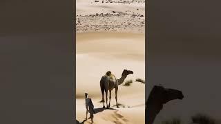 Morocco Camel day trip  #Morocco #maroc #marruecos #tour #trip #dubai #sahara #desert #marrakech