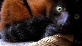 Wild Inside the National Zoo: Primate Parenthood