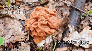 Строчок гигантский и его двойники | Gyromitra gigas | ГРИБОТЕКА