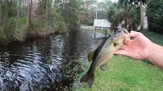 FLY FISHING for Florida BASS!