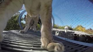 Philadelphia Zoo Lionesses Explore Big Cat Crossing