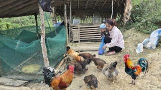 15 days, single mother harvests vegetables and fruits to sell - Facing happiness and pain