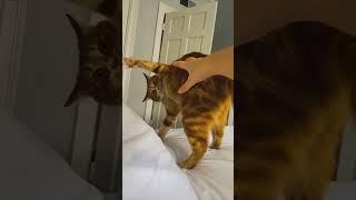 #cat #funny #happycats #catmemes #music #memes #trending #trendingshorts #new #reels