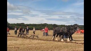 Vintage Show - Horse Ploughing with a Little Extra!