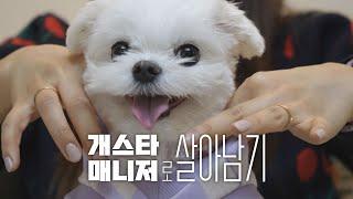 스타견의 하루는 어떨까?ㅣ말티즈 장군이의 야식 먹방