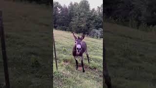 Black Jack the donkey brays/makes noise for carrots (and wags his tail like a happy dog)