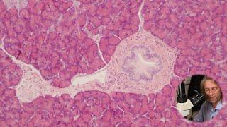 Microscopic anatomy of the pancreas