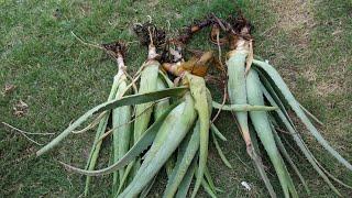 Keep Aloe Pups Alive For a Long Time Without Soil