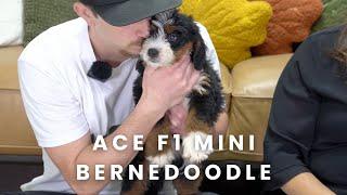 Ace Our Available F1 Mini Bernedoodle Puppy Here at Mountain Dog Companion!