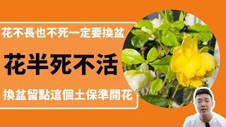 花養著養著不長也不死，這個時候一定要換盆修根，換盆成功的關鍵是留下這裡的土，保證換盆後花不死開花多|禪藝綠植工作室