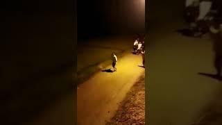 perang sarung