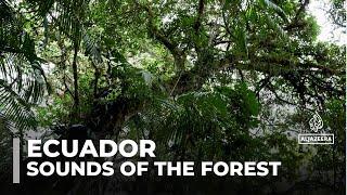 Ecuador forest's musical sounds: Ecosystem could gain legal recognition of artwork