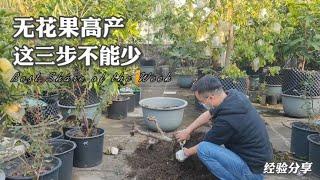 无花果要想长得个大又高产，这三步可不能少，不花钱还结果多！