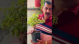 Best way watering of bonsai plants #viral #bonsai #trending #wateringbondai #shorts #reels #watering