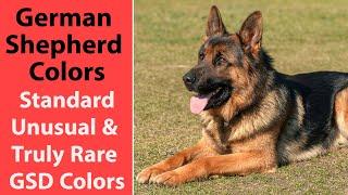 German Shepherd Colors: Standard, Unusual & Truly Rare GSD Colors