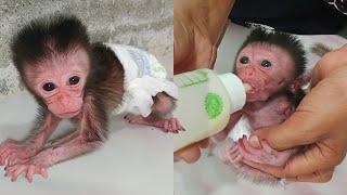 surprisingly newborn baby monkey wokeup and leave her bed looking for mom..