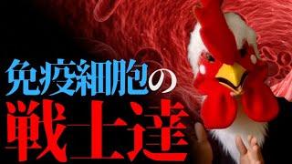 【わかりやすく解説】僕らを守る免疫細胞！白血球の働きとは？