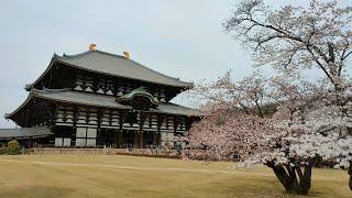 奈良 東大寺 春日大社 (2024.04  日本遊 Day1)