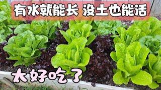 我種了神仙菜: 有水就能長, 沒土也能活 Easiest Plant you must grow