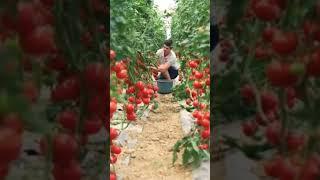 Israelites Farming Technology | Tomatoes Harvesting #israel #farming #technology #plandfarm #shorts