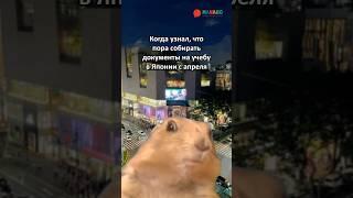 Едем на учебу в Японию #япония #учеба #японский