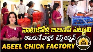 Aseel Chick Factory | Natukollu Farm l High Protein Chicken for Country Hen's | SumanTV Money