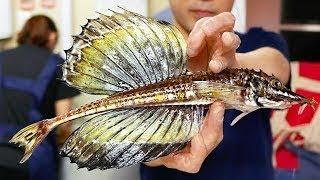 Japanese Street Food DRAGON FISH SASHIMI Sailfin Poacher Japan Seafood