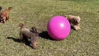 Bindi and Charley showcased their expertise with the Swiss ball! ️