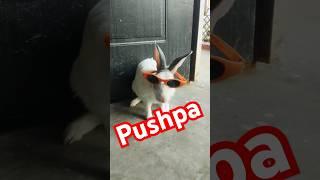 Kabootri  song | Pushpa style of cute bunny | #shorts #shortsfeed #trending #viralvideo #cute