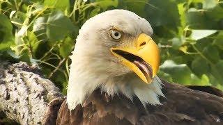 Decorah Eagles | Gorgeous close-ups in slow motion of the eaglets and Mom Decorah ~ 6-17-2018