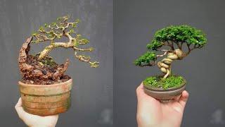 INSPIRASI BONSAI SMALL AND MAME | part 11