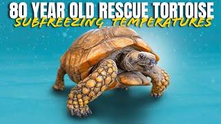 Tortoises in Frigid NJ Temps! + UPDATE on Rockalina (Kitchen Floor Turtle Fed Cat Food for 50 Years)