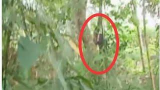DETIK - DETIK PENAMPAKAN MAHLUK HITAM DI BAWAH POHON/makhluk bunian