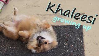 Khaleesi the water lovin' Pom | Aerica Lee