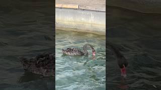 A Black Swan Swimming