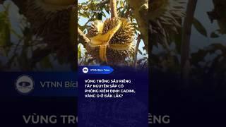 VÙNG TRỒNG SẦU RIÊNG TÂY NGUYÊN SẮP CÓ PHÒNG KIỂM ĐỊNH CADIMI, VÀNG O Ở ĐẮK LẮK