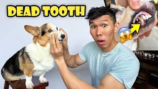 Corgi's Big Dental Consult Update: The Results Are In! || Life After College: Ep. 787