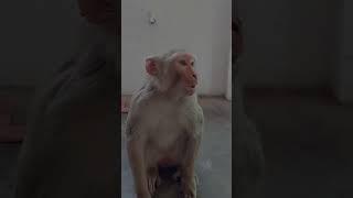 Funny monkey Video Sr Divya Comedy video Cartoon #shortvideo #comedy #cartoon#story  #ytshorts