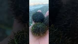 sea urchins