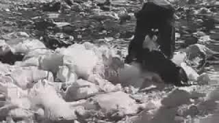حسرت نانی که به کام تازی بینم و خونی که به کام وطن  اه و افسوسی به بزرگی غمی در چشم کودکان مرز و بوم