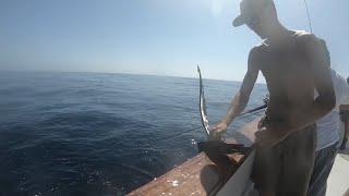 HUNGRY BIRD Caught in Fishing Line